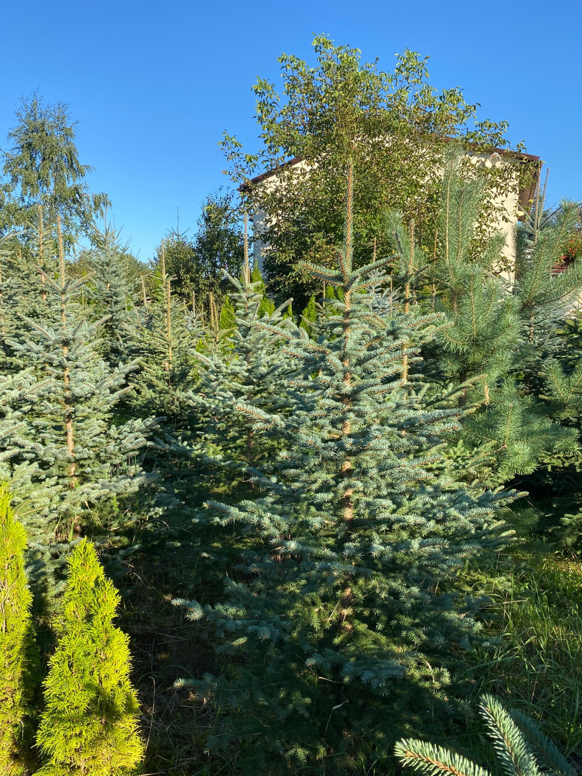 Świerk srebrny  jodła kaukaska kalifornijska koreańska  200-400 cm