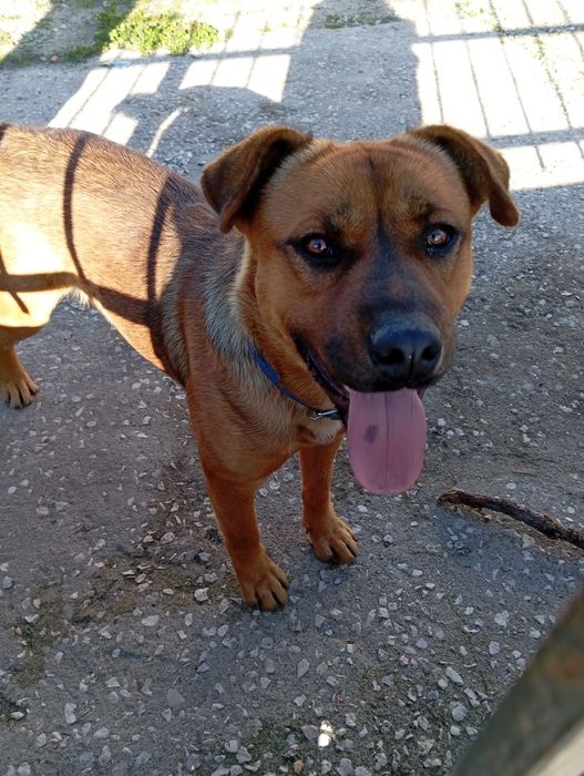 Menina linda de porte médio para adoção