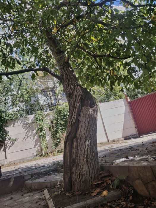 Дрова ореха для камина