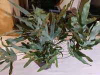 Paproć Phlebodium Niebieskie liście