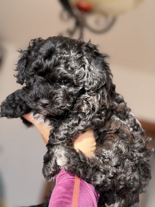 Продам малишей Мальтіпу