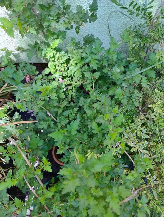 Krzewy do ogrodu nadwyżki