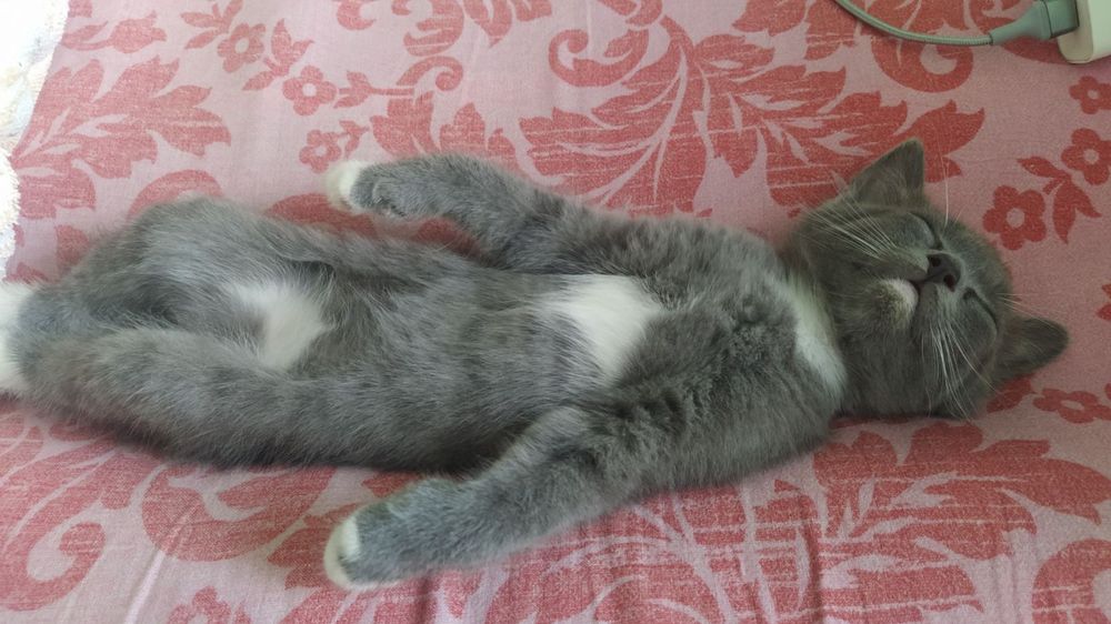 Кошеня попеляста дівчинка 3 міс гарнюня