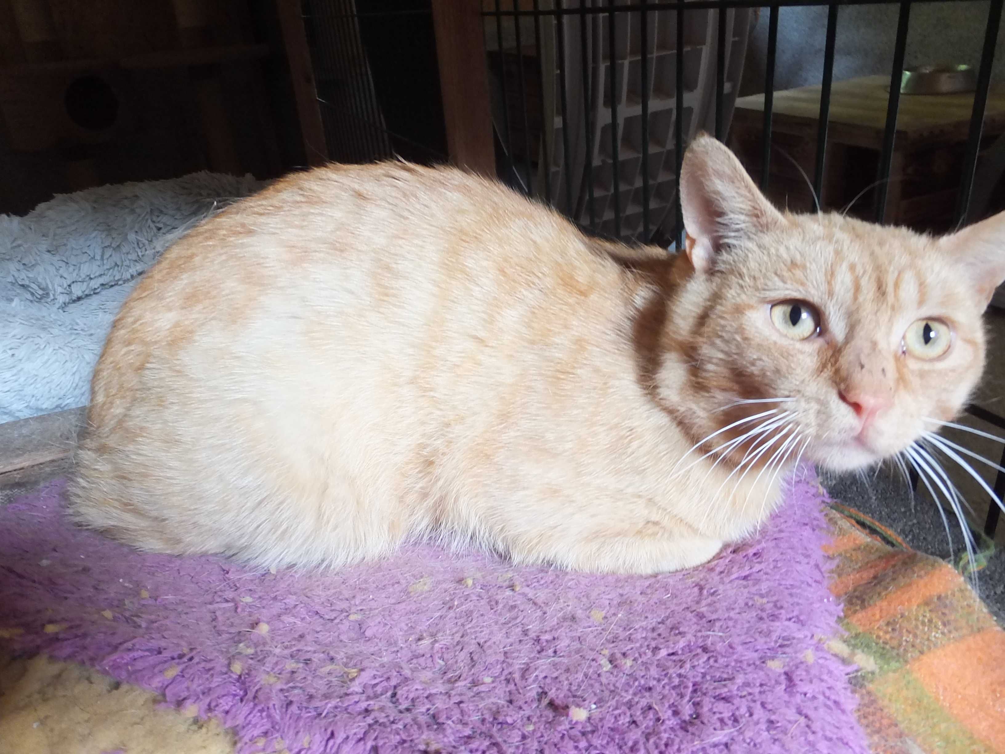 CZECZOT rudy kot , kontaktowy, miły, dorosły do adopcji
