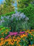 Miskant chiński 'Memory' Miscanthus P9