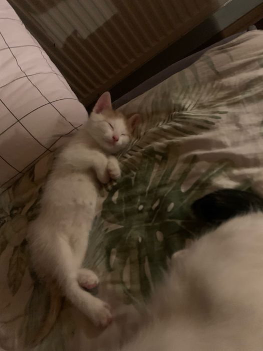 Oddam kotki za darmo