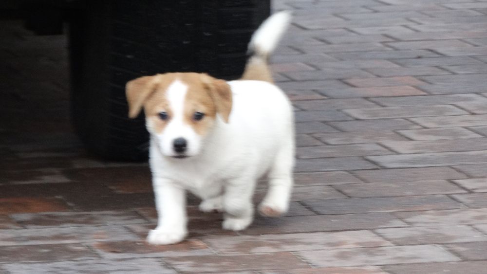 Jack russell Terrier piękny piesek