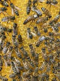 Пчеломатка (бджоломатка) 2023