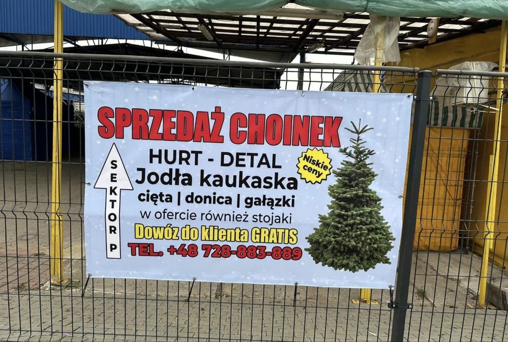 Jodła Kaukaska Choinka/Choinki Importer HURT/DETAL