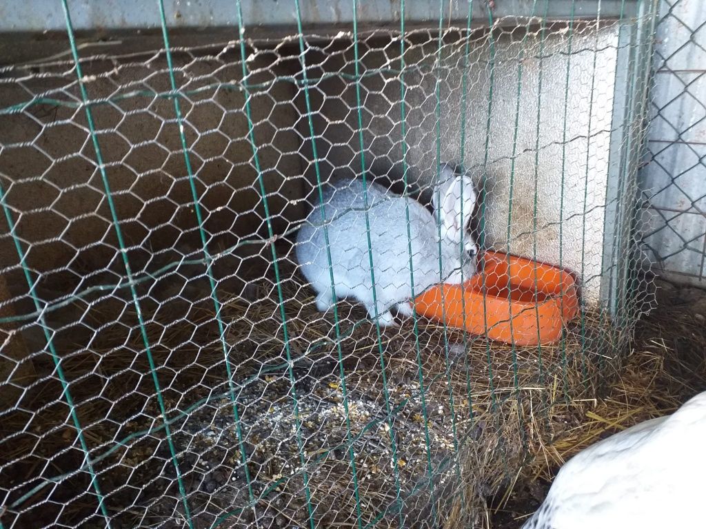 Coelhos para venda