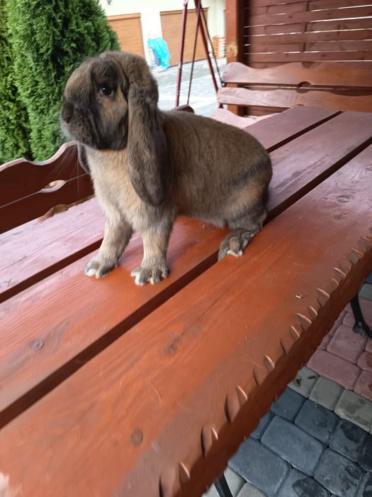 Samiec barana francuskiego