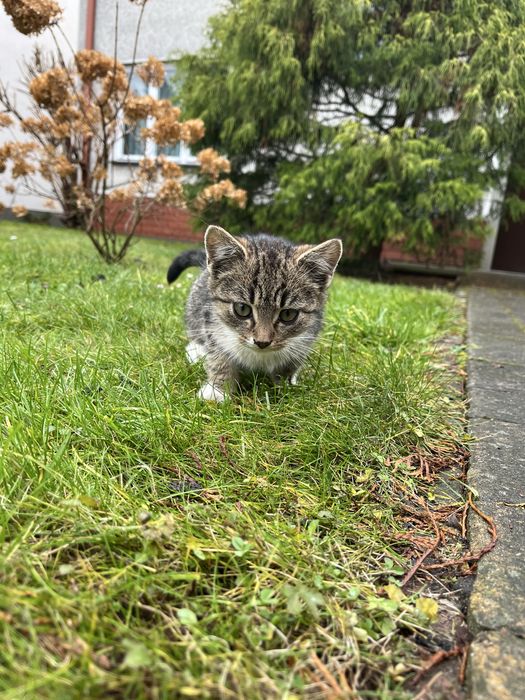 Oddam kotka do adopcji