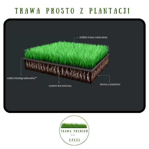 Trawa z rolki - Trawa Premium - Odbiór w Krakowie!!! trawnik ozdobny