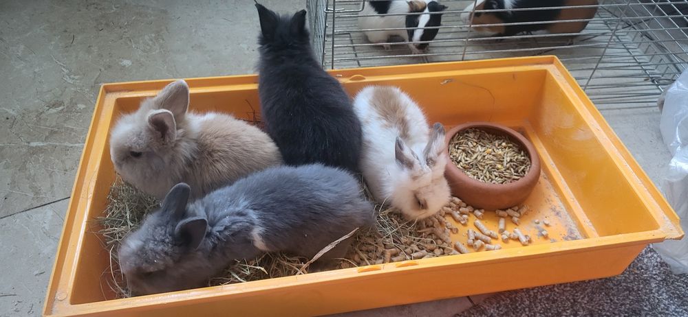 Декоративні кролики