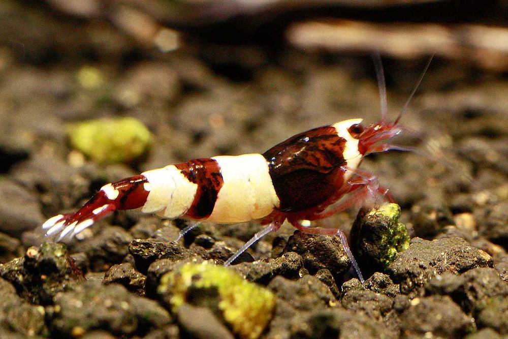 MISIEKZOO Krewetki - Krewetki Crystal Red / Crystal Black