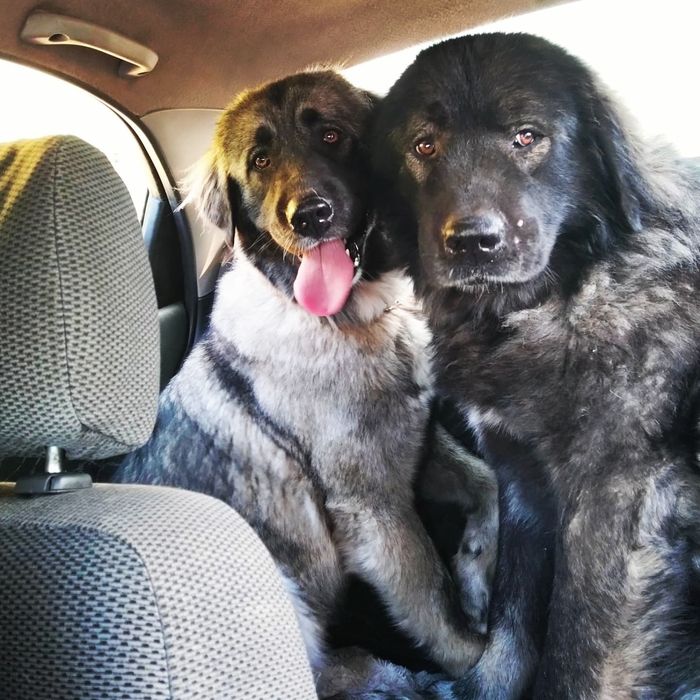 Кавказька вівчарка с документами