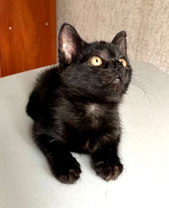 Віддам_ кішки_ кошеня_ лія