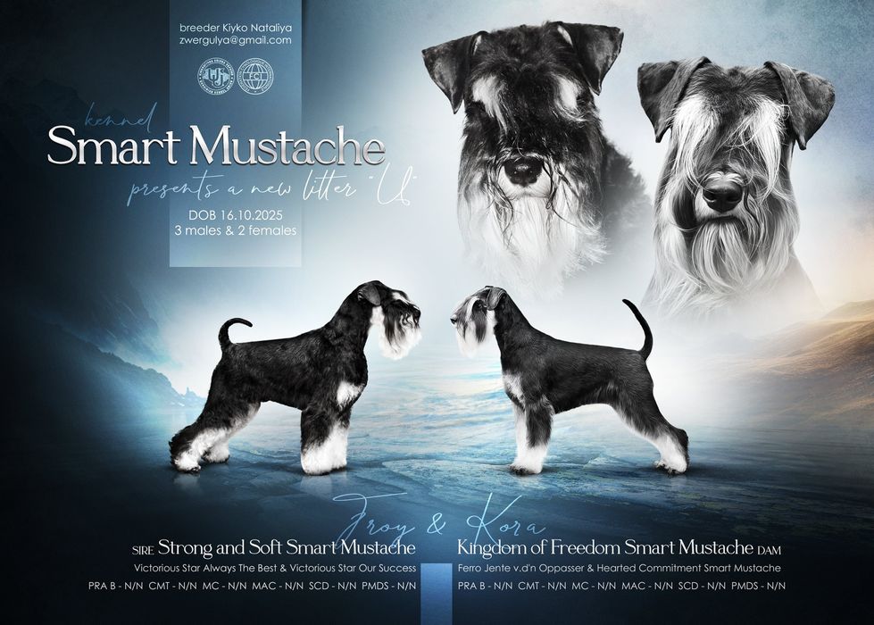 Цуценята цвергшнауцера