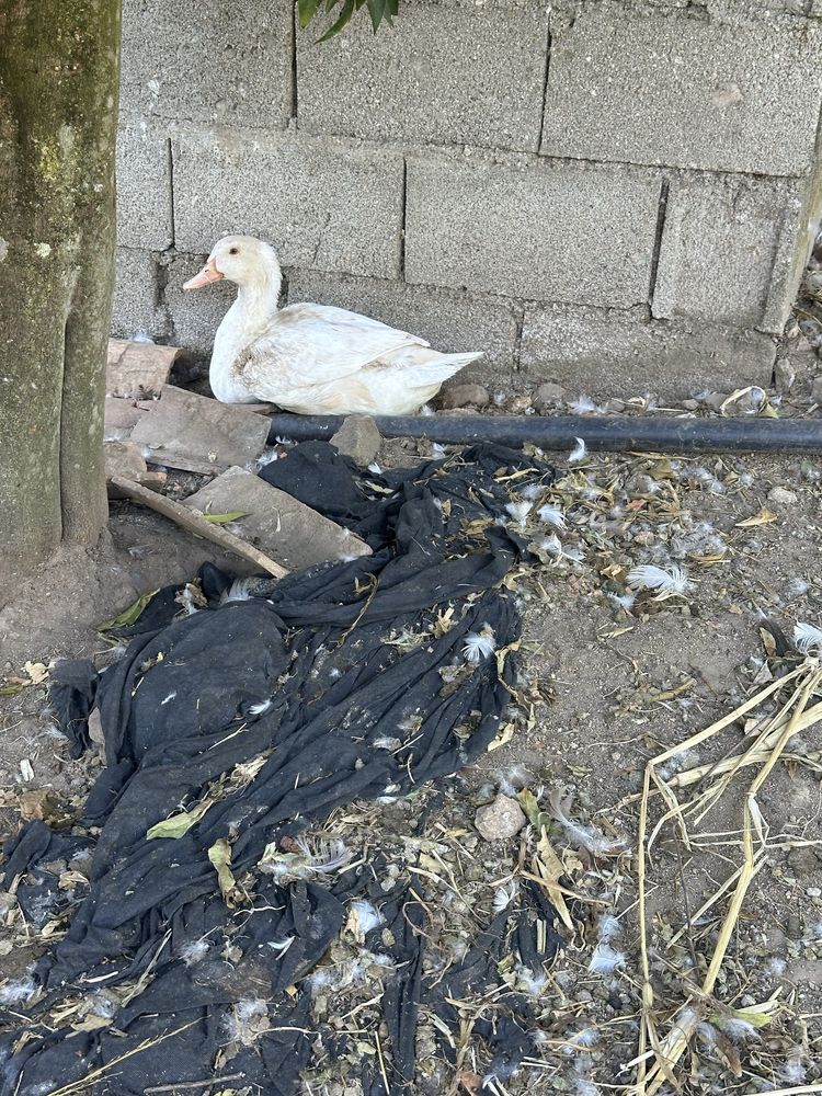 Vendo patos de pequim e 1 khaki campbell