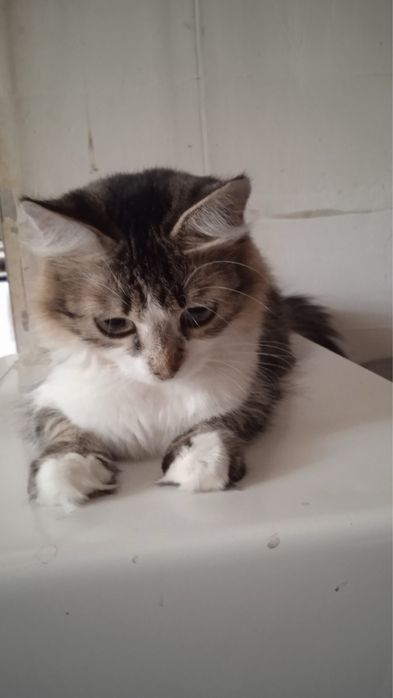 Кошка 1 рік шукає родину