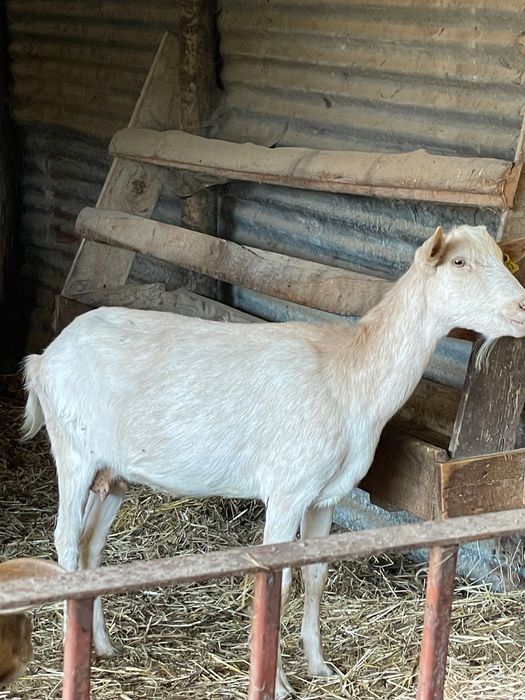 Vende-se  cabras