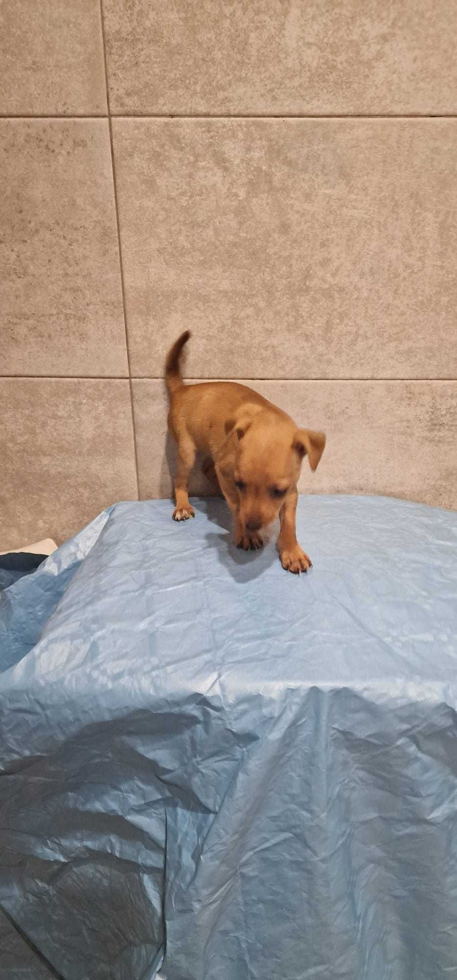 Pinscher Super miniatura