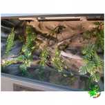 Terrarium z płyty meblowej antracyt ze ścianką piaskową 120x50x50 ŁÓDŹ