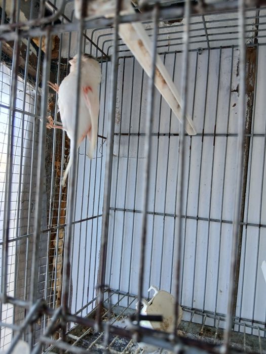 Troco canario por bengalins