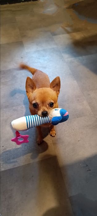 Chihuahua sunieczka