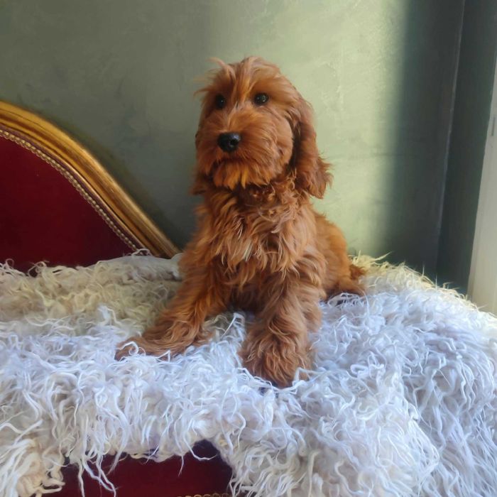 Cockapoo > Cocker Spaniel & pudel > dostępny ostatni  piesek  .