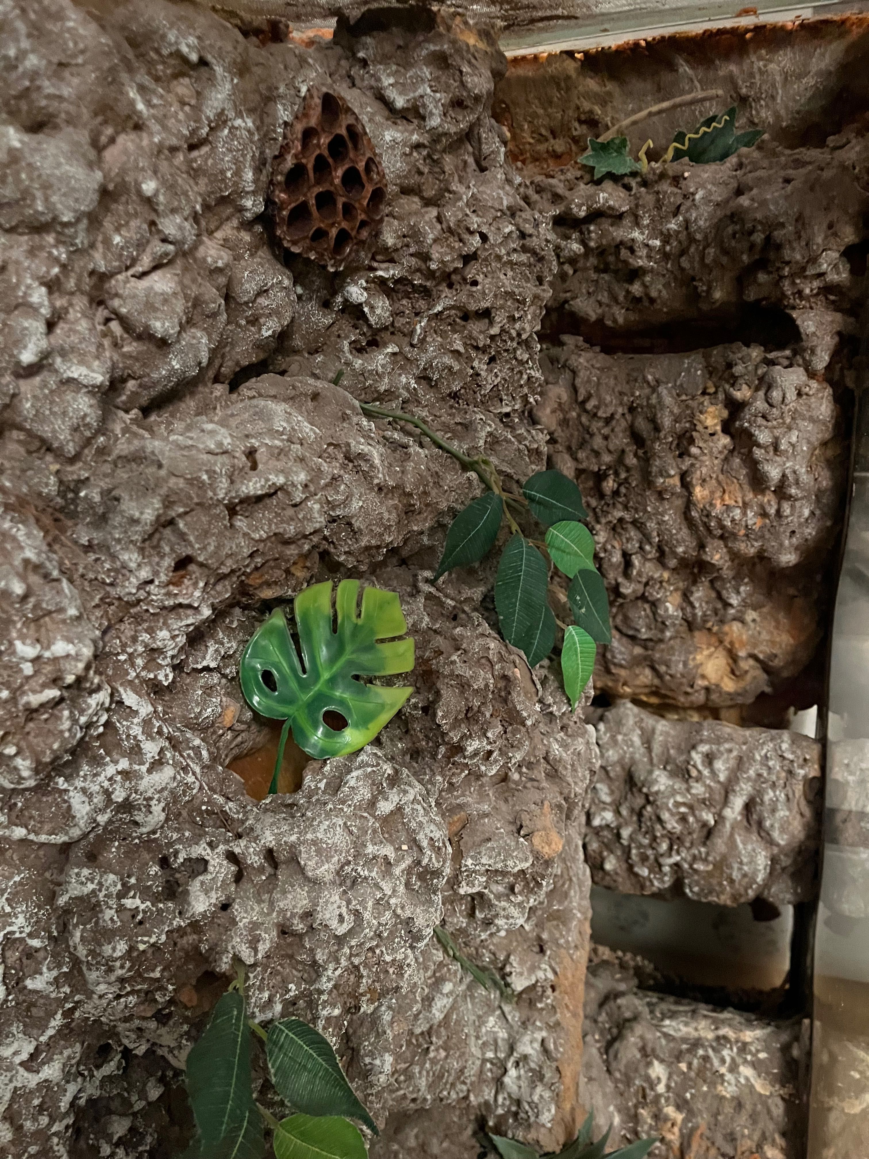 Terrarium wertykalne 90x70x30 gekon orzęsiony ze ścianką wystrojem