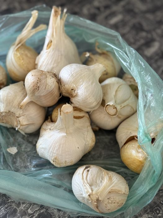 Часник рокамболь