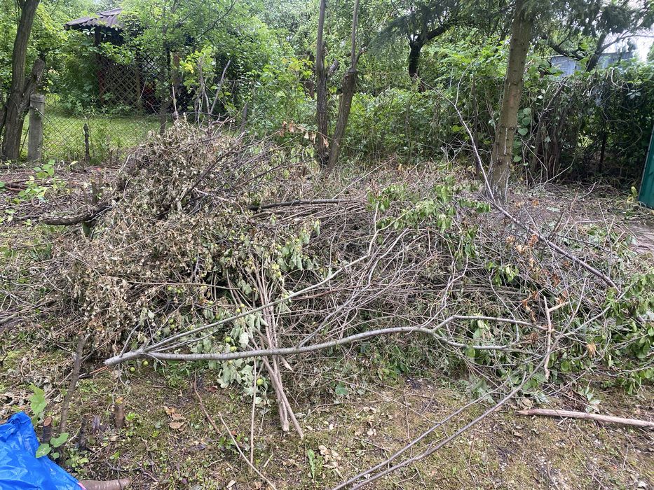 oddam drzewo za darmo