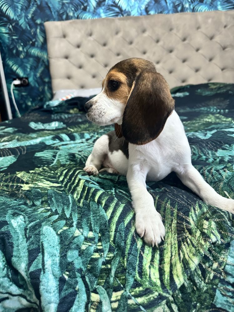 Suczka beagle gotowa do odbioru z Rodowodem