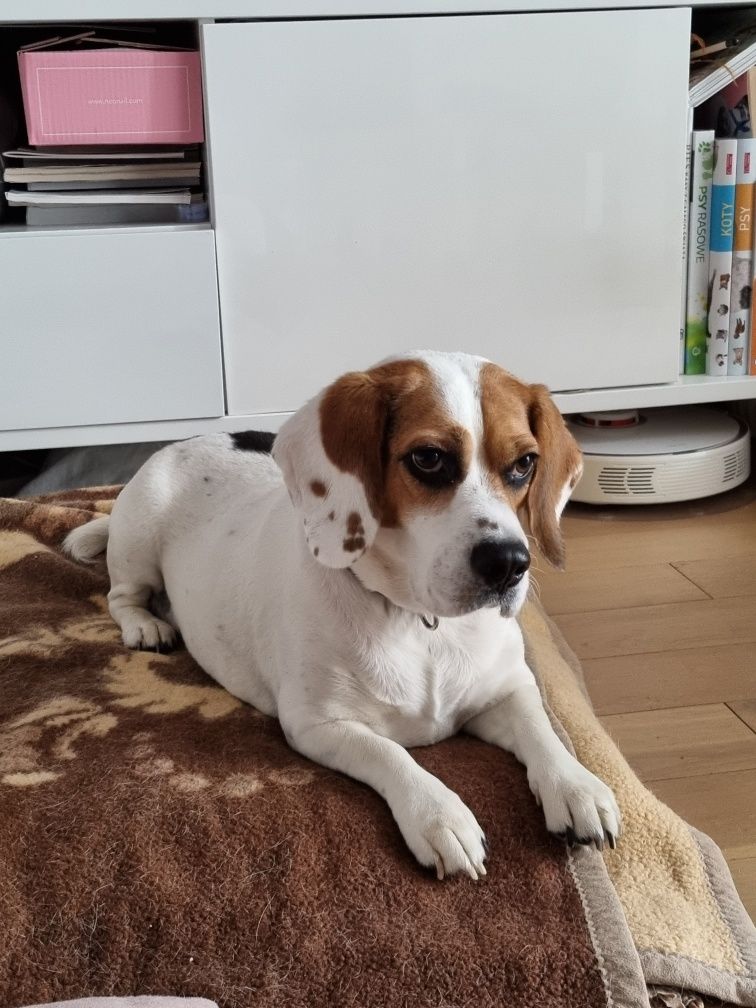 Oddam psa beagle suczka 5 lat