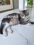 Котята бесплатно