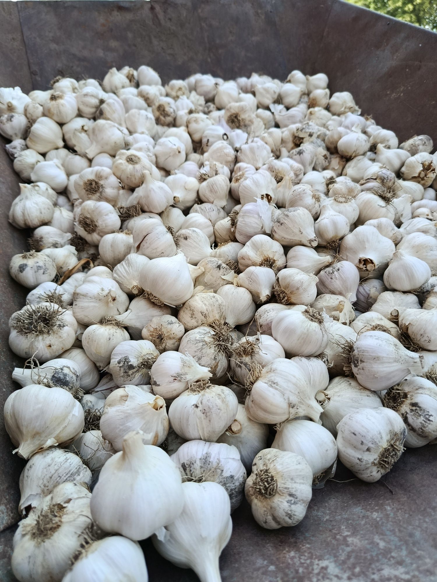 Продам цибулю та часник
