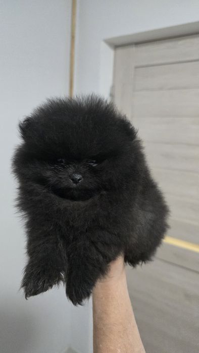 Міні дівчинка померанський шпіц