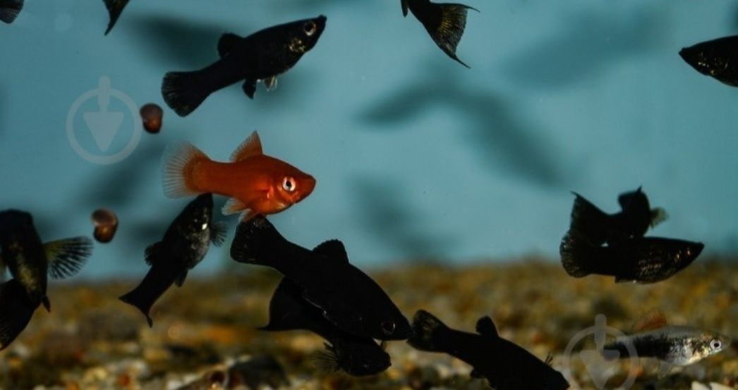 Рибки акваріумна риба гурамі даніо glo fish тернеція  glo