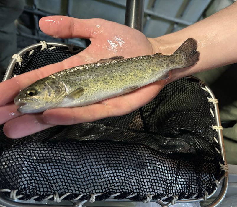 Narybek pstrąga tęczowego patrągi tęczowe stawowe ryby do stawu