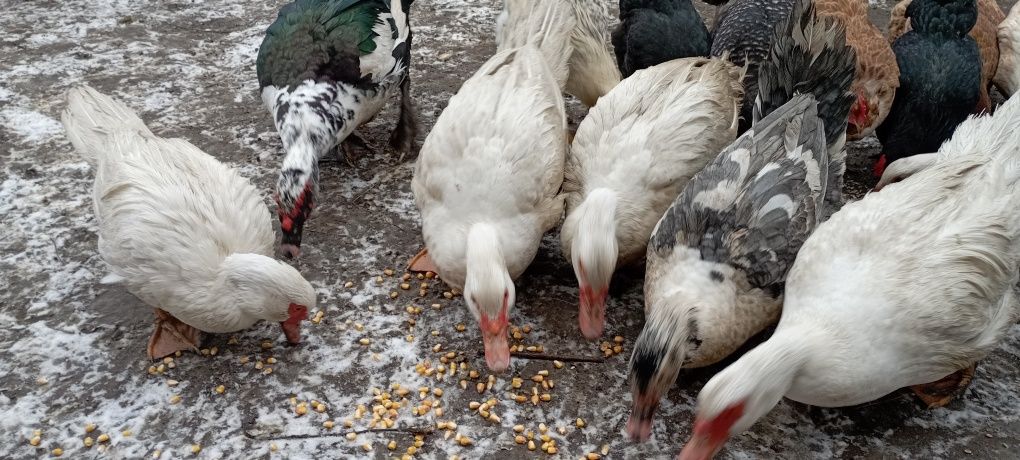 Продам домашню індокачку (глухі) живу чи тушку