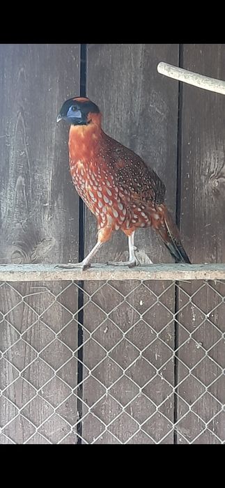 Witam sprzedam bażanty tragopan tyminek