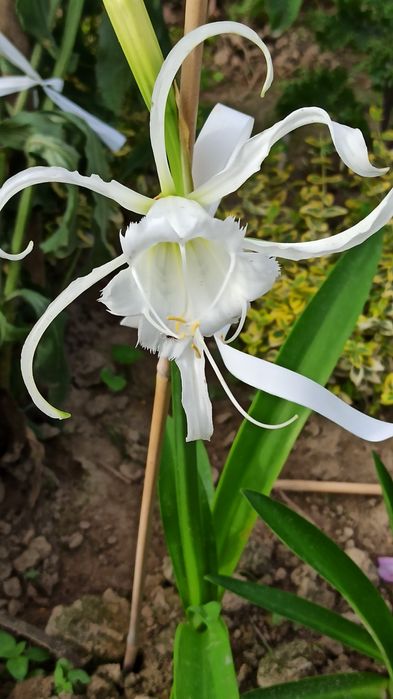 Ismena i nerina mix cebul