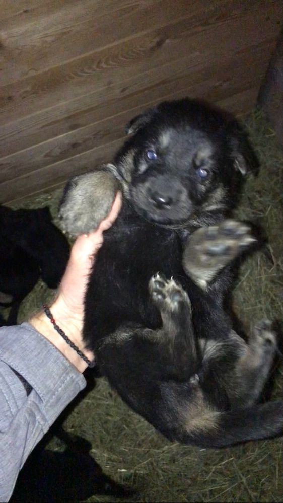 Цуценята Німецька Вівчарка