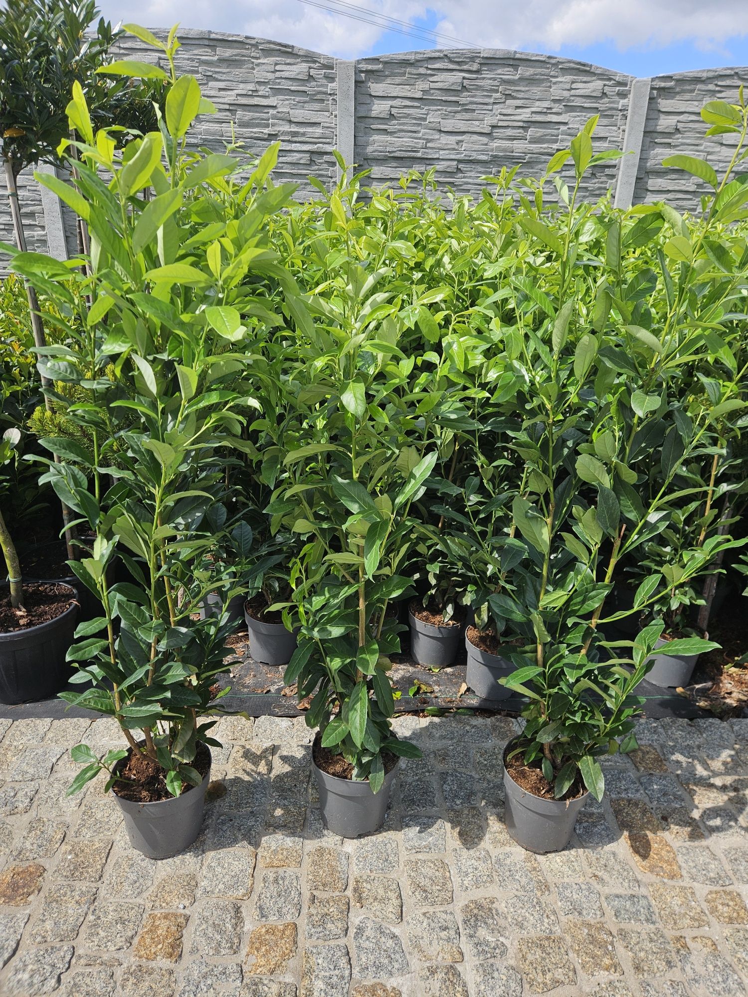 Laurowisnia Nowita Etna Rotundifolia Elly Caucasica 90-100 cm