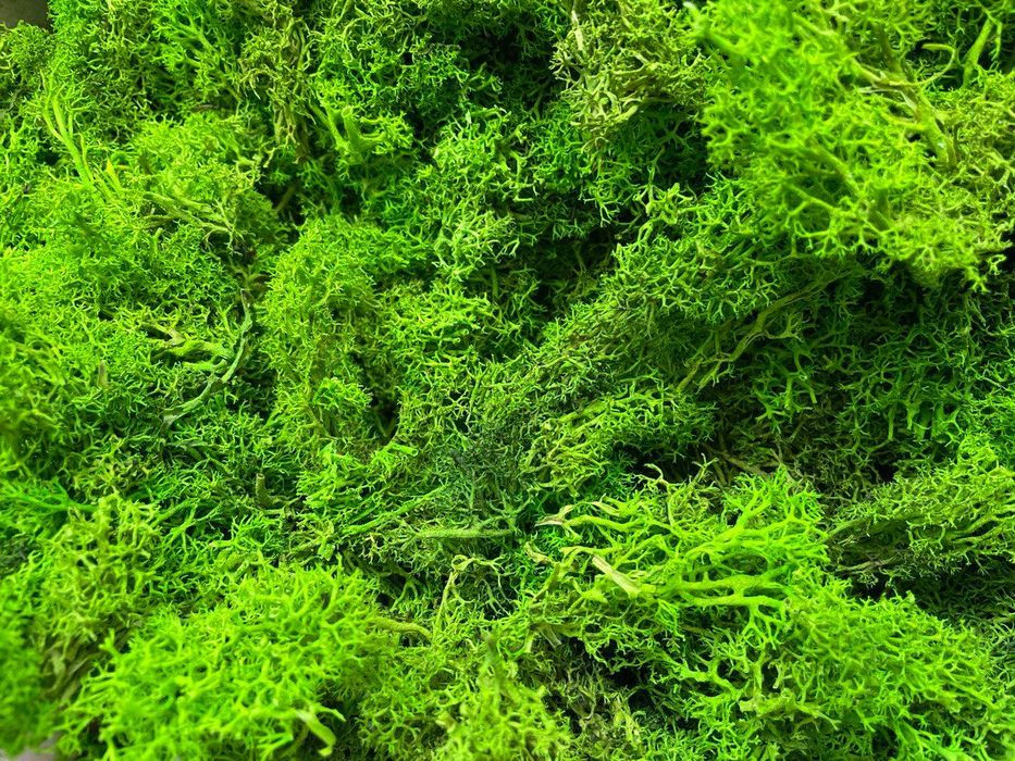 Мох ягель без верхушек.Норвежский мох.Чистый мох