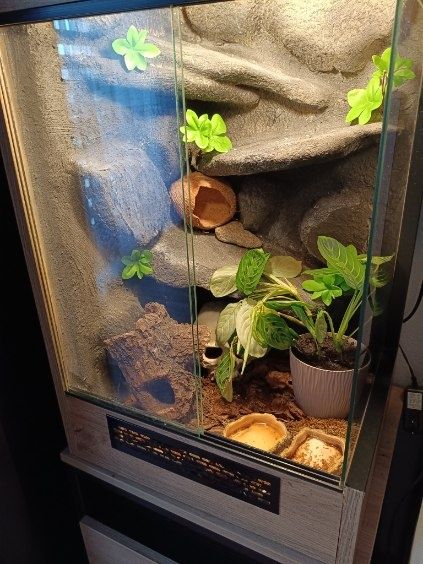 Terrarium z gekonem