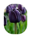 Tulipan POLSKI mieszanka mix 25 szt. Cebulki Tulipanów Tulipany KOLORY