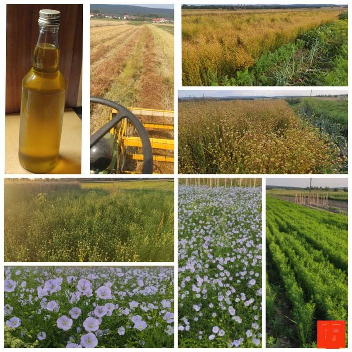 Olej lniany z własnego lnu