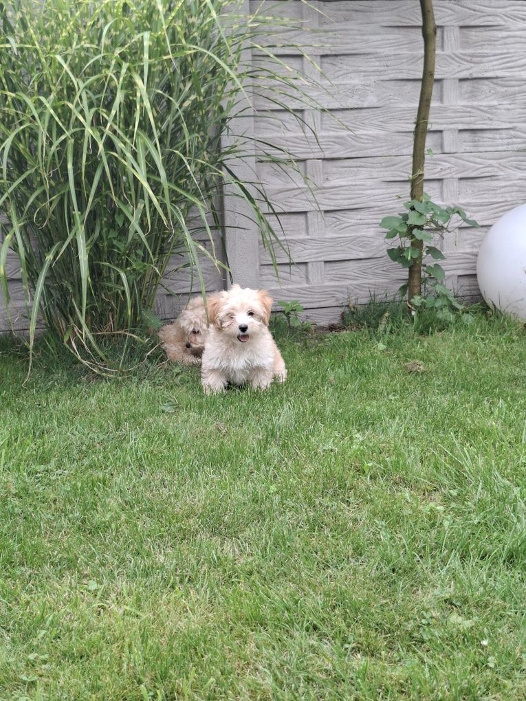 Maltipoo 12 tygodni